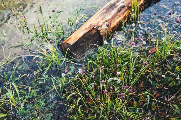 Tronco Árbol Caído Podrido Flota Aguas Tranquilas Cerca Costa Con —  Fotos de Stock