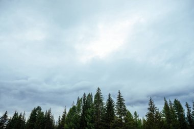 Bulutlu arka planda köknar siluetleri. Atmosferik asgari orman manzarası. Yeşil kozalaklı ağaçların tepeleri gri bulutlu gökyüzüne karşı. Gökyüzü ve gök kubbeleri olan doğa arkaplanı. Woody 'nin gizemli manzarası.