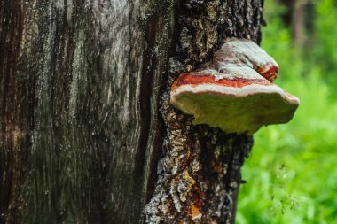 Ağaçtaki büyük kırmızı çoklu gözeneklere çiy damlası düşer. Ağaç kütüğünün üzerinde canlı kırmızı bir mantar var. Fomitopsis pinicola, güneşli Bokeh 'te yeşil otların arasında kabukta. Çokgözenekli damlacıklar. Çiğ taneli mantar..