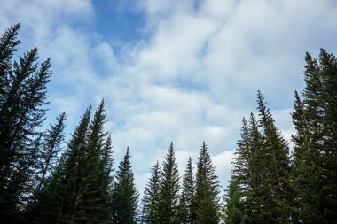 Bulutların arkaplanındaki köknar siluetleri. Atmosferik asgari orman manzarası. Bulutlu mavi gökyüzüne karşı yeşil kozalaklı ağaçların tepeleri. Gökyüzü ve gök kubbeleri olan doğa arkaplanı. Woody 'nin gizemli manzarası.