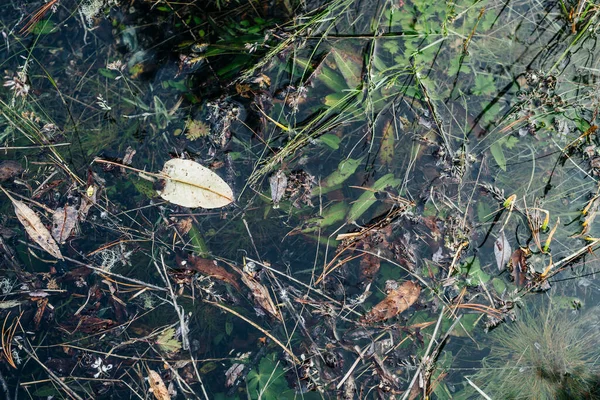 Las Hojas Pequeñas Flotan Primer Plano Del Lago Verde Lago —  Fotos de Stock