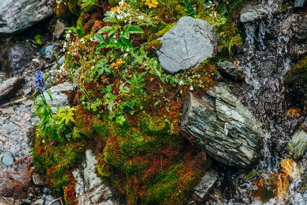 Landschaftlich Reizvoller Hintergrund Mit Klarem Quellwasser Zwischen Dichtem Moos Und — Stockfoto