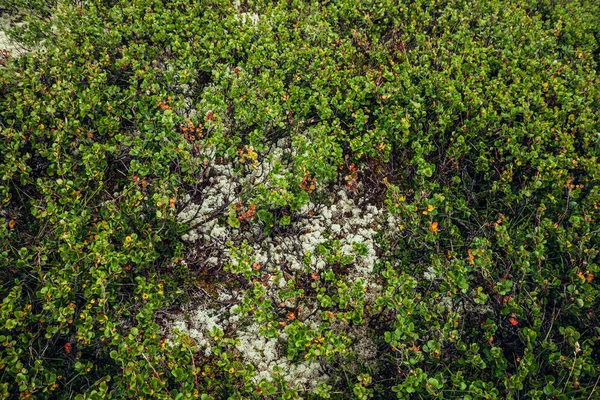 Bela Natureza Fundo Com Flora Selvagem Planaltos Close Cenário Natural — Fotografia de Stock