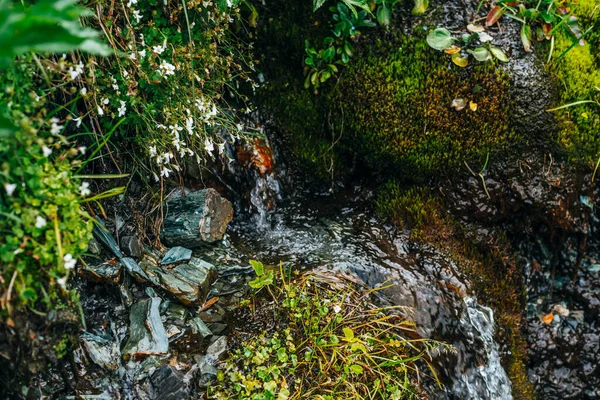 Fondo Escénico Con Arroyo Agua Manantial Clara Entre Musgo Grueso — Foto de Stock