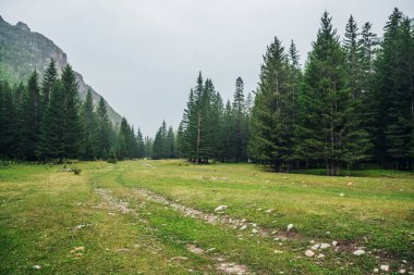 Atmosferik yeşil orman manzarası. Dağlarda toprak yol var. Kenarları kozalaklı orman ve hafif sisli kayalar. Açık sisli kozalaklı ağaçlara ve kayalara bakın. Dağ koruluğu