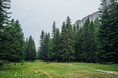 Atmosferik yeşil orman manzarası ve dağlarda fırtınalar. Kenar kozalaklı ormanı ve hafif sisli kayaları olan minimalist bir manzara. Açık sisli kozalaklı ağaçlara ve kayalara bakın. Dağ koruluğu.