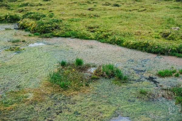 Fundo Natureza Cênica Pântano Com Pequenas Flores Gramíneas Musgos Cenário — Fotografia de Stock