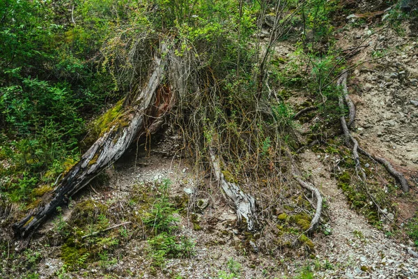 Landschaftlich Reizvoller Naturhintergrund Mit Gräsern Und Moosen Zwischen Alten Baumwurzeln — Stockfoto