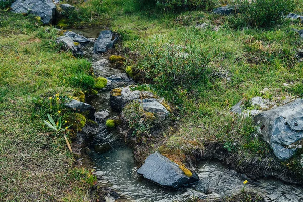 Fundo Natureza Cênica Com Gramíneas Exuberantes Flores Perto Pequeno Córrego — Fotografia de Stock