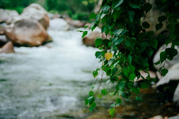 多くの緑の葉の中の1つの黄色の葉は 山の小さな川のボケの背景に近い 一人でオレンジの葉と多くの緑の葉がクローズアップされた美しい自然背景 新鮮な自然背景 — ストック写真