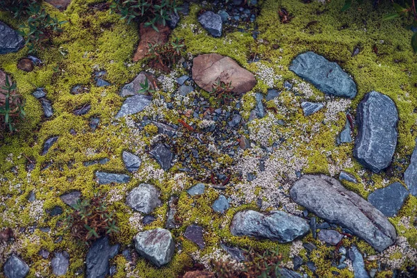 Krásné Živé Přírodní Pozadí Mechy Mezi Barevnými Kameny Zblízka Mnoho — Stock fotografie