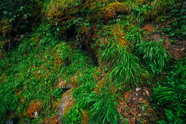Прекрасний Фон Тайги Багатою Флорою Мохоподібному Схилі Зелена Трава Серед — стокове фото