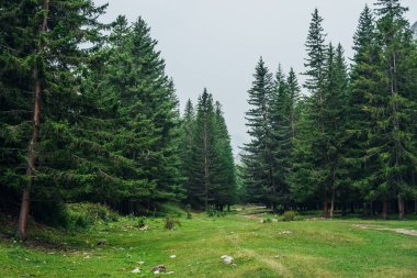 Atmosferik yeşil orman manzarası ve dağlarda fırtınalar. Kenar kozalaklı ormanı ve hafif sisli kayaları olan minimalist bir manzara. Açık sisli kozalaklı ağaçlara ve kayalara bakın. Dağ koruluğu.