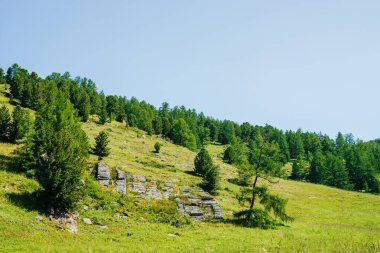 Güzel yeşil dağ yamacına harika bir manzara açık mavi gökyüzünün altında kozalaklı ağaçlar ve kayalar. Canlı alp manzarası. Güneşli bir günde kozalaklı orman ve taşlarla dolu bir tepe. Yeşillik ile eğim.