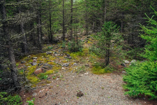 Paesaggio Paesaggistico Boschivo Con Conifere Tra Muschi Pietre Paesaggio Colorato — Foto Stock