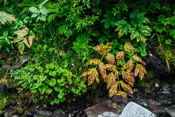 Great variety of herbs near spring water among stones. Mountain clear water stream near rich flora of highlands. Vast variety of motley grasses. Yellow leaves and greenery. Beauty of alpine nature.