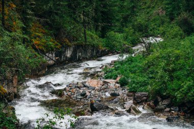 Atmosferik yeşil orman manzarası ve kayalık vadide dağ deresi. Vahşi nehri olan güzel gizemli tayga. Orman tazeliğinin canlı manzarası. Dağ nehri boyunca yosunlu kayalıklarda zengin yeşillik.