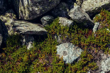 Dağlardan oluşan vahşi bitki örtüsüyle çok güzel bir arka plan. Taşlar arasında yeşil, zengin bitki örtüsü olan doğal bir zemin. Manzaralı, yemyeşil bir dağ manzarası. Bitkilerin doğal dokusu