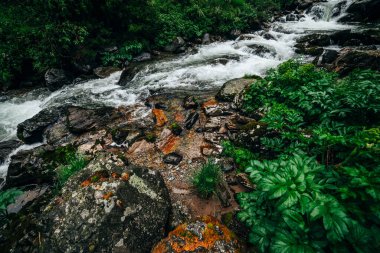 Atmosferik yeşil orman manzarası ve dağ deresi. Vahşi nehri olan güzel gizemli tayga. Orman tazeliğinin canlı manzarası. Dağ nehri boyunca zengin yeşillikler, kayganlaştırıcı ormanlarda akıntılar.