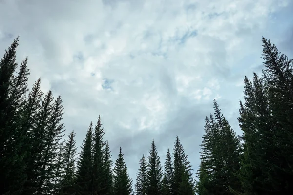 Silhouettes Fir Tops Cloudy Sky Background Atmospheric Minimal Forest Scenery — Stock Photo, Image