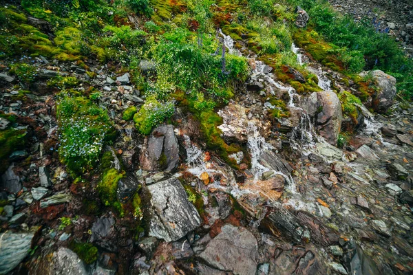 Paisaje Escénico Con Muchos Arroyos Agua Manantial Clara Entre Musgo —  Fotos de Stock