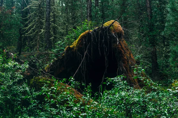 Big Fallen Tree Root Covered Thick Moss Taiga Wilderness Fresh — Stock Photo, Image