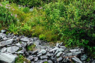 Kayaların arasında kaynak suyunun yanında çeşitli otlar ve çiçekler var. Dağdaki temiz su akıntısı otların yanında. Dağlık arazilerin zengin bitkileri. Zengin bitkilerin arasında küçük bir nehir. Alp doğasının güzelliği.