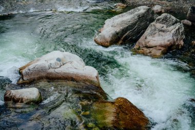 Dağ deresi çağlayanlarıyla birlikte doğanın arka planı. Yeşil suları olan güzel dağ dereleri olan manzaralı bir yer. Küçük bir nehirde yeşil suyu olan cennet manzarası. Hızlı su akışı yakın çekim.