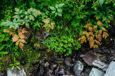 Kayaların arasında kaynak suyunun yanında çok çeşitli otlar var. Dağlık temiz su akıntısı, yüksek dağlık arazilerin zengin bitki örtüsü yakınlarında. Çok çeşitli otlar var. Sarı yapraklar ve yeşillik. Alp doğasının güzelliği.