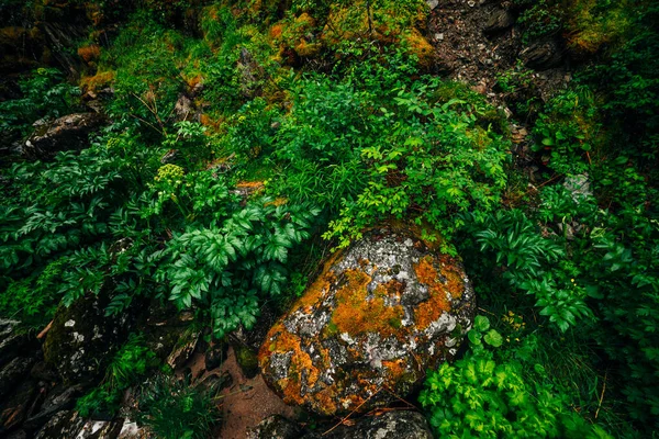 Gran Piedra Con Musgo Liquen Entre Vegetación Fresca Ladera Montaña —  Fotos de Stock