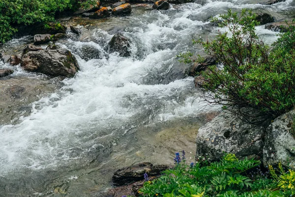 Maravilhoso Fundo Cênico Com Rica Flora Perto Rio Montanha Cenário — Fotografia de Stock