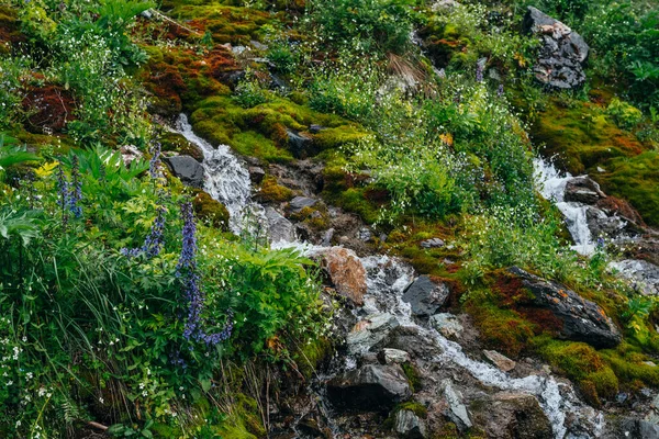 Живописный Пейзаж Прозрачным Родниковым Ручьем Среди Густого Мха Пышной Растительности — стоковое фото