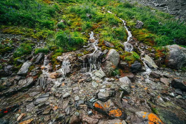 Naturskönt Landskap Med Många Klara Källvattenströmmar Bland Tjock Mossa Och — Stockfoto