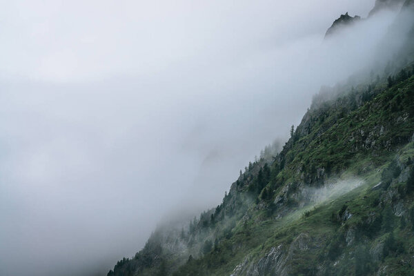 Ghostly foggy coniferous forest on rocky mountainside. Atmospheric view to big crags in dense fog. Low clouds among giant mountains with conifer trees. Minimalist dramatic scenery at early morning.