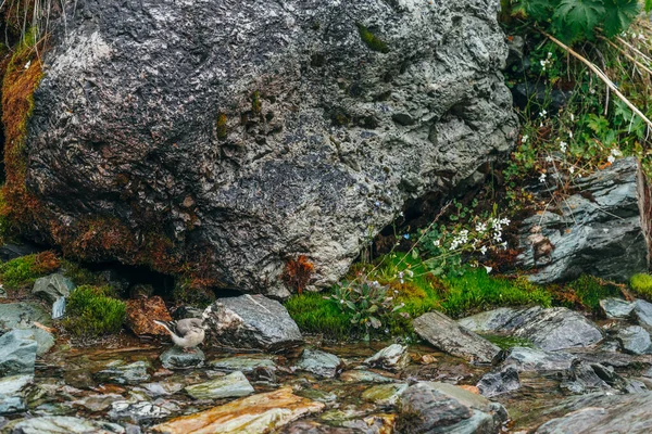 Landschaftlich Reizvoller Hintergrund Mit Klarem Quellwasser Zwischen Dichtem Moos Und — Stockfoto