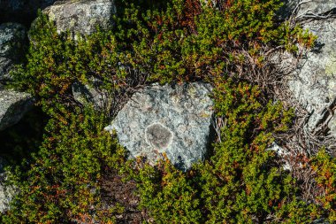 Dağlardan oluşan vahşi bitki örtüsüyle çok güzel bir arka plan. Taşlar arasında yeşil, zengin bitki örtüsü olan doğal bir zemin. Manzaralı, yemyeşil bir dağ manzarası. Bitkilerin doğal dokusu
