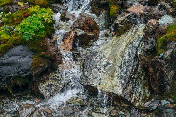 Fondo Escénico Con Arroyo Agua Manantial Clara Entre Musgo Grueso — Foto de Stock