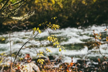 Sonbaharda temiz dağ deresinin arka planında sarı ve kırmızı yapraklı manzara manzarası. Güzel altın yaprakları ve dağ nehri ile sonbahar ormanının renkli manzarası.
