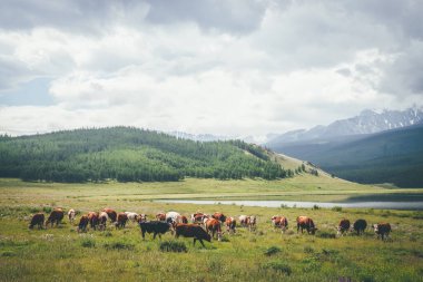 Güneş ışığında dağ gölü yakınlarındaki çayırlarda ineklerle dolu dramatik bir dağ manzarası alçak bulutlardaki büyük karlı dağlara karşı. Güneş ışığında inekler ve gri bulutlu gökyüzünde büyük karlı dağlar..