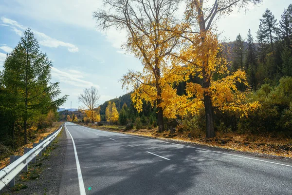 Colorful Autumn Landscape Birch Tree Yellow Leaves Sunshine Mountain Highway — Stock Photo, Image
