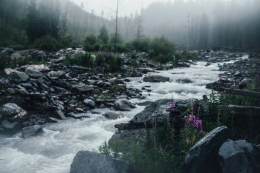 Şiddetli yağmurda güçlü dağ nehrinin arka planında pembe çiçekler olan atmosferik yağmur manzarası. Yağmurda çalkantılı akıntılar. Karanlık ormandaki dağ deresi sağanak yağış altında. Yağmur altındaki dağ nehri.