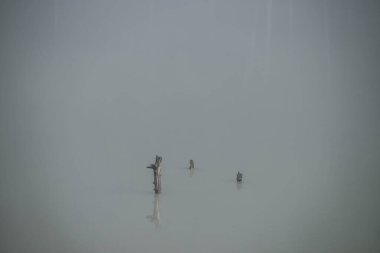 Atmosferik sisli arka plan ve göl yüzeyinde bir grup ağaç gövdesi. Dağ gölünün gri sularında sis içinde birçok engel var. Üç pürüzlü gümüş su yüzeyinin en düşük arkaplanı.