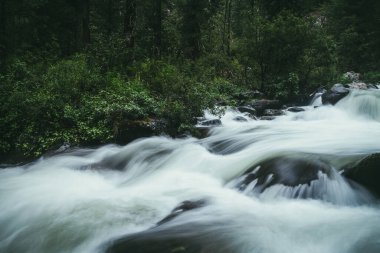 Atmosferik orman manzarası güçlü dağ nehri üzerinde yosunlu kayalar, ağaçlar ve vahşi bitkiler arasında hızla ilerliyor. Dağ nehrindeki çalkantılı su akışında büyük yosun kayaları..