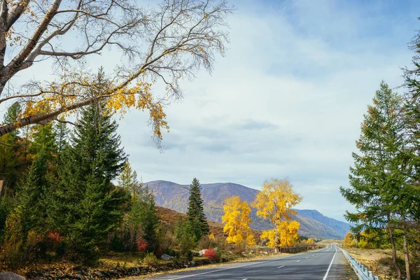 Colorido Paisaje Otoñal Con Abedul Con Hojas Amarillas Bajo Sol —  Fotos de Stock