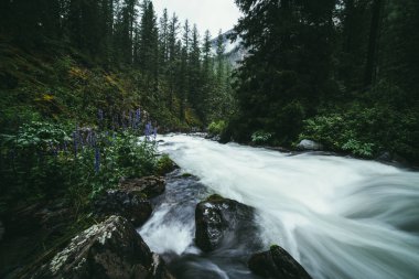 Atmosferik orman manzarası güçlü dağ nehri üzerinde yosunlu kayalar, ağaçlar ve vahşi bitkiler arasında hızla ilerliyor. Mor çiçekler dağ nehrinin çalkantılı sularında bulanık güç akışı sağlıyor..