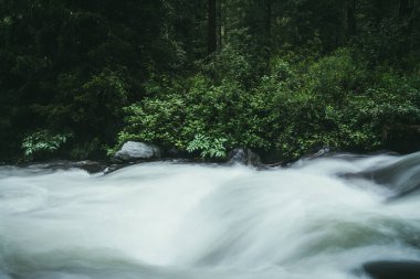 Güçlü dağ nehri yakınında vahşi çalılıkların olduğu yeşil orman manzarası. Karanlık ormandaki dağ deresinde bulanık güç türbülansı. Dağ nehri ve vahşi bitki örtüsüyle atmosferik doğa manzarası.