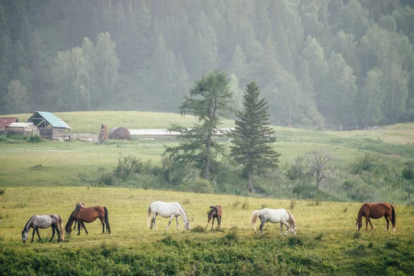 Красивые Лошади Пасутся Сельской Местности Среди Деревьев Фоне Горы Лесом — стоковое фото