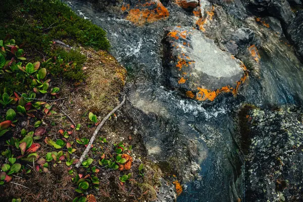绿松石清澈的水流在苔藓 苔藓和野生植物区系岩石之间的自然景观背景 具有透明山溪的大气山水景观 美丽的山溪 — 图库照片