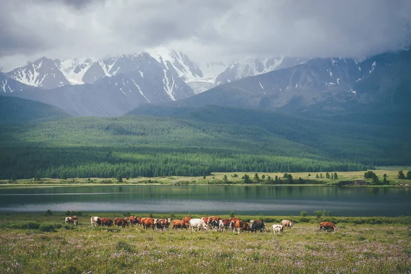 Dramatic alpine landscape with herd of cows in meadow near mountain lake in sunlight against big snowy mountains in low clouds. Cows near lake in sunlight and large snowy mountains in gray cloudy sky.