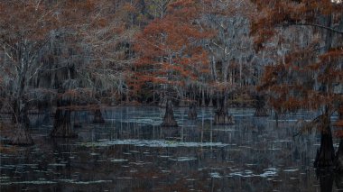 Bu, Caddo Lake Texas, Louisiana, ABD 'de gün doğumunun resmi.